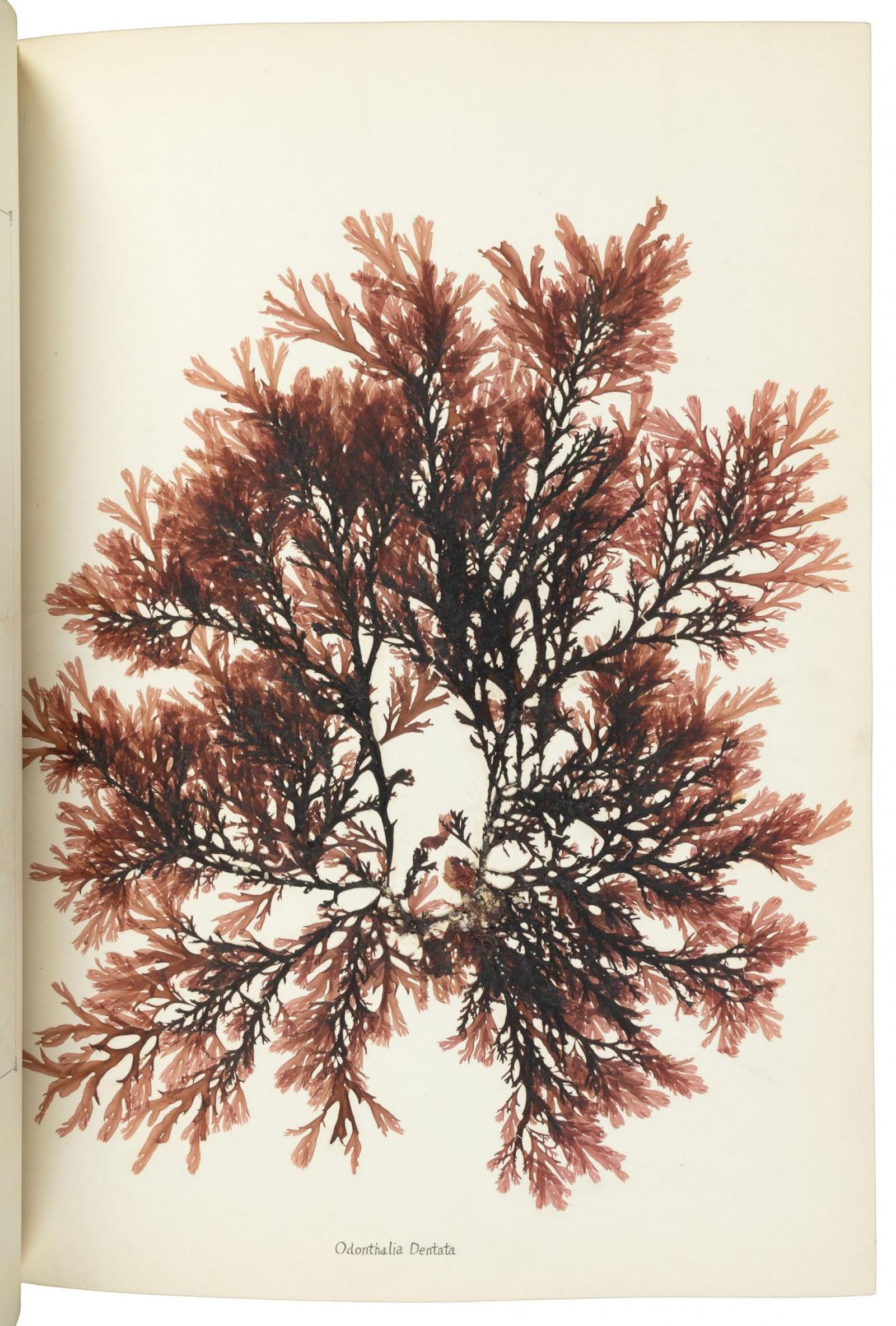 Beautiful Seaweeds Illustrated by Natural Specimens by James Cook, Estimate: $2,000-3,000