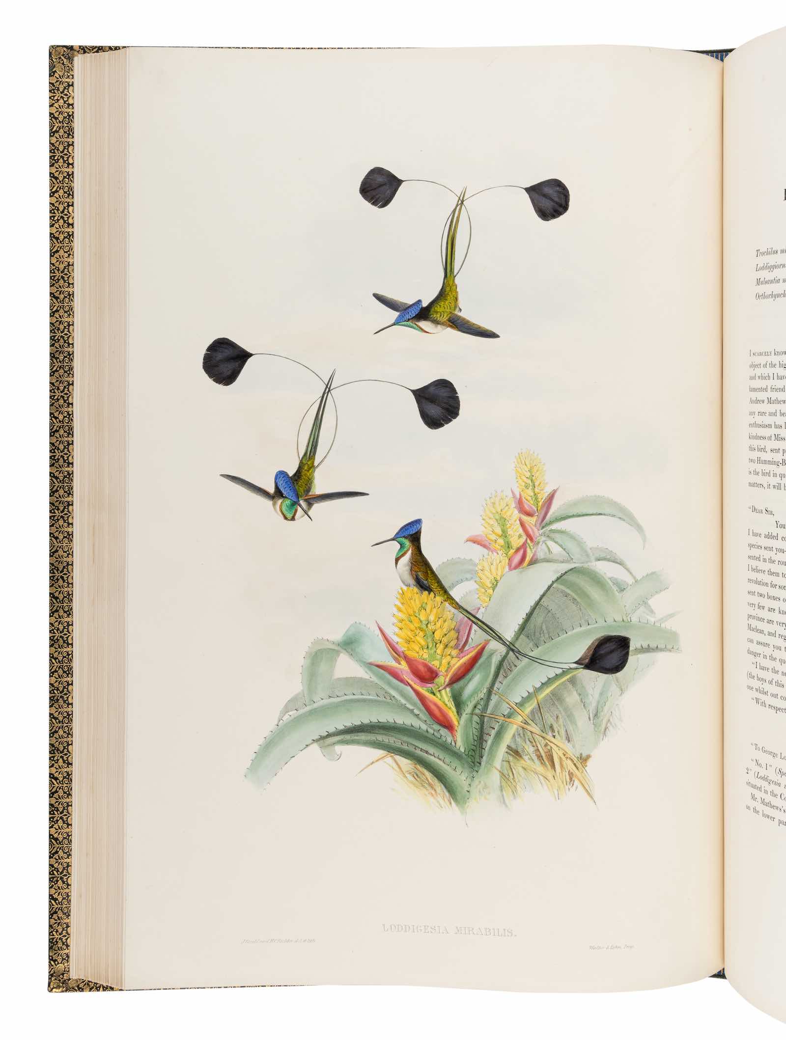 John Gould’s Monograph of the Trochilidae, or Family of Humming-birds