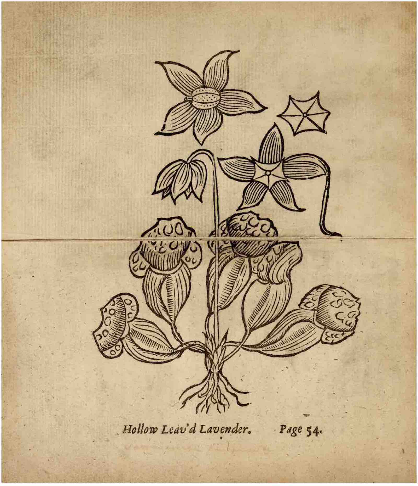 From Colonial America The Collection of William C. Nesheim, New-England's Rarities Discovered in Birds, Beasts, Fishes, serpents, and Plants of that Country