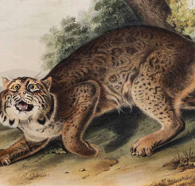 The Quadrupeds of North America 